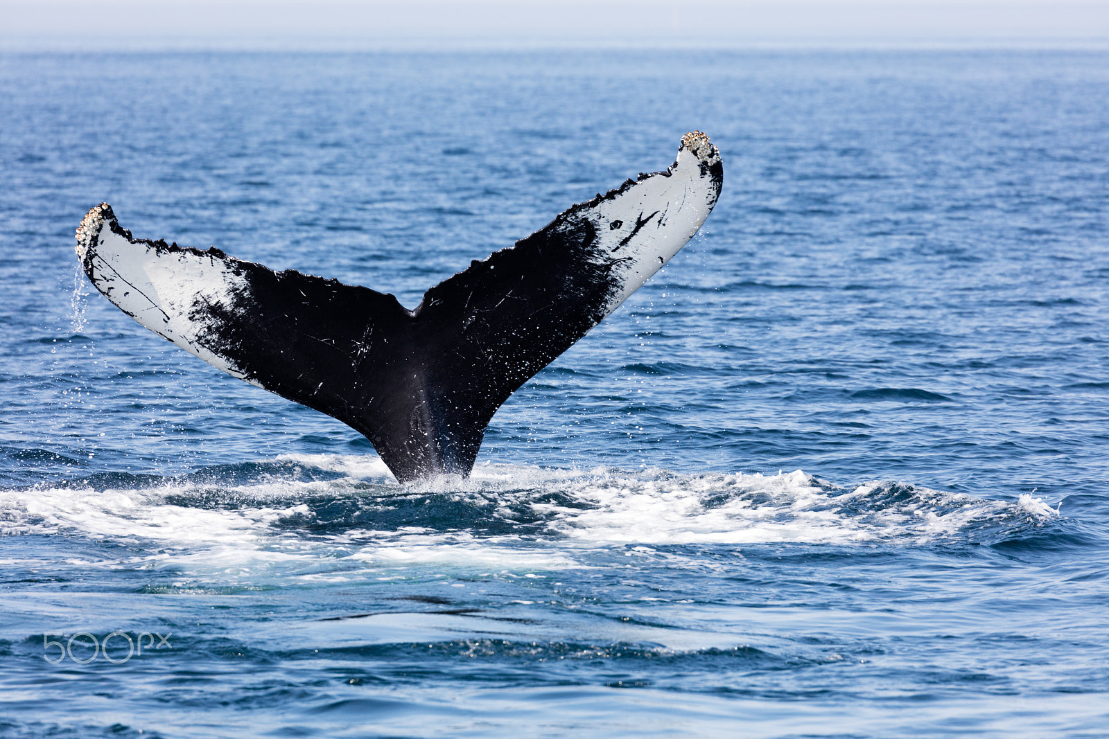 Canon EF 100-400mm F4.5-5.6L IS II USM sample photo. Tail of whale, cape cod photography