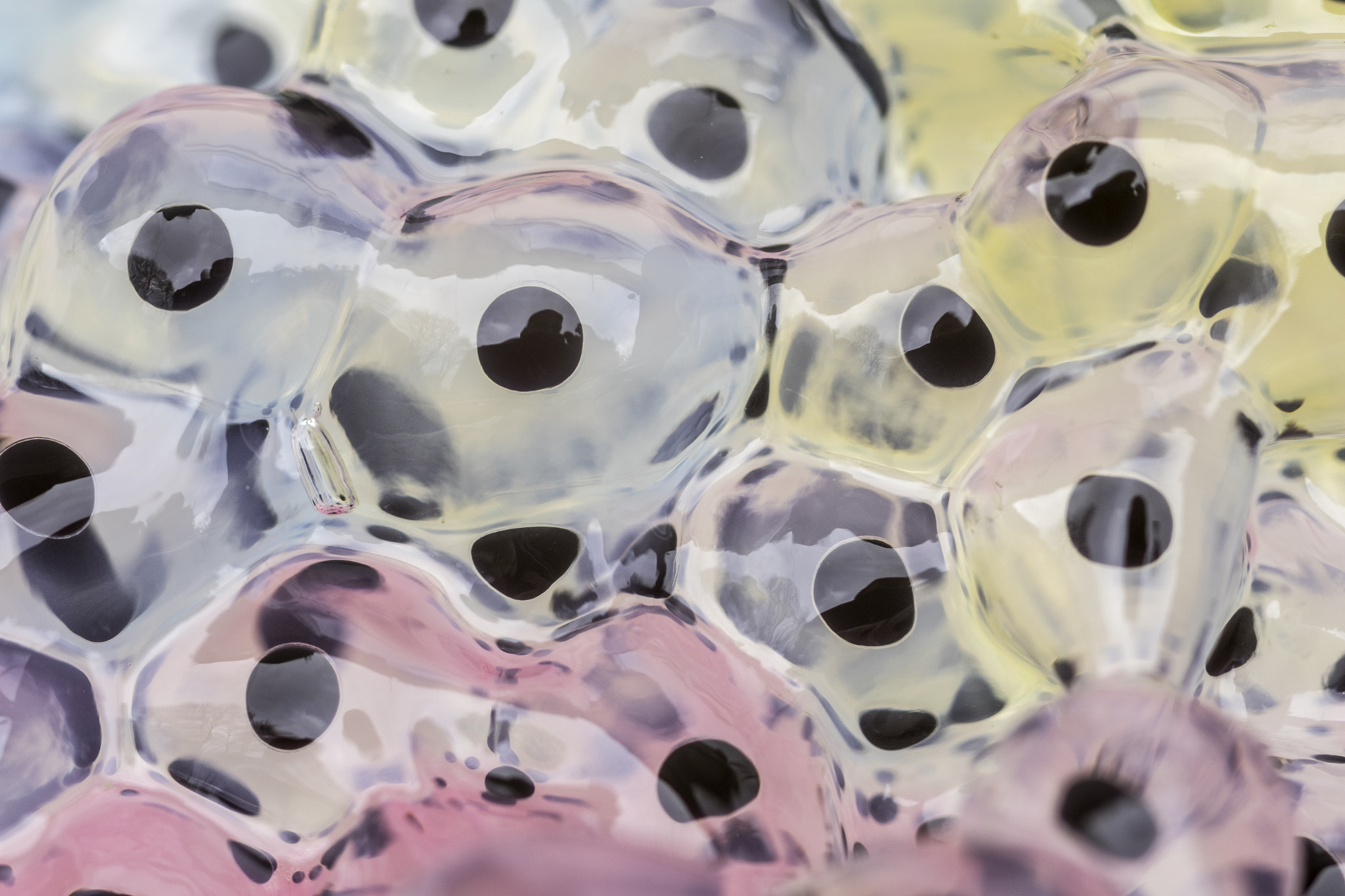 Sigma 105mm F2.8 EX DG Macro sample photo. Abstract frogspawn photography
