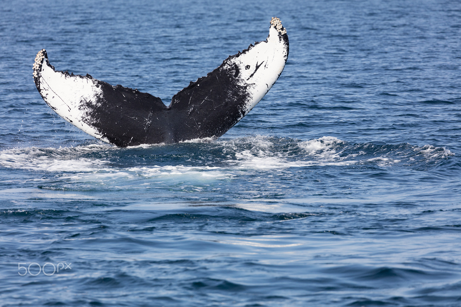 Canon EF 100-400mm F4.5-5.6L IS II USM sample photo. Tail of whale, cape cod photography