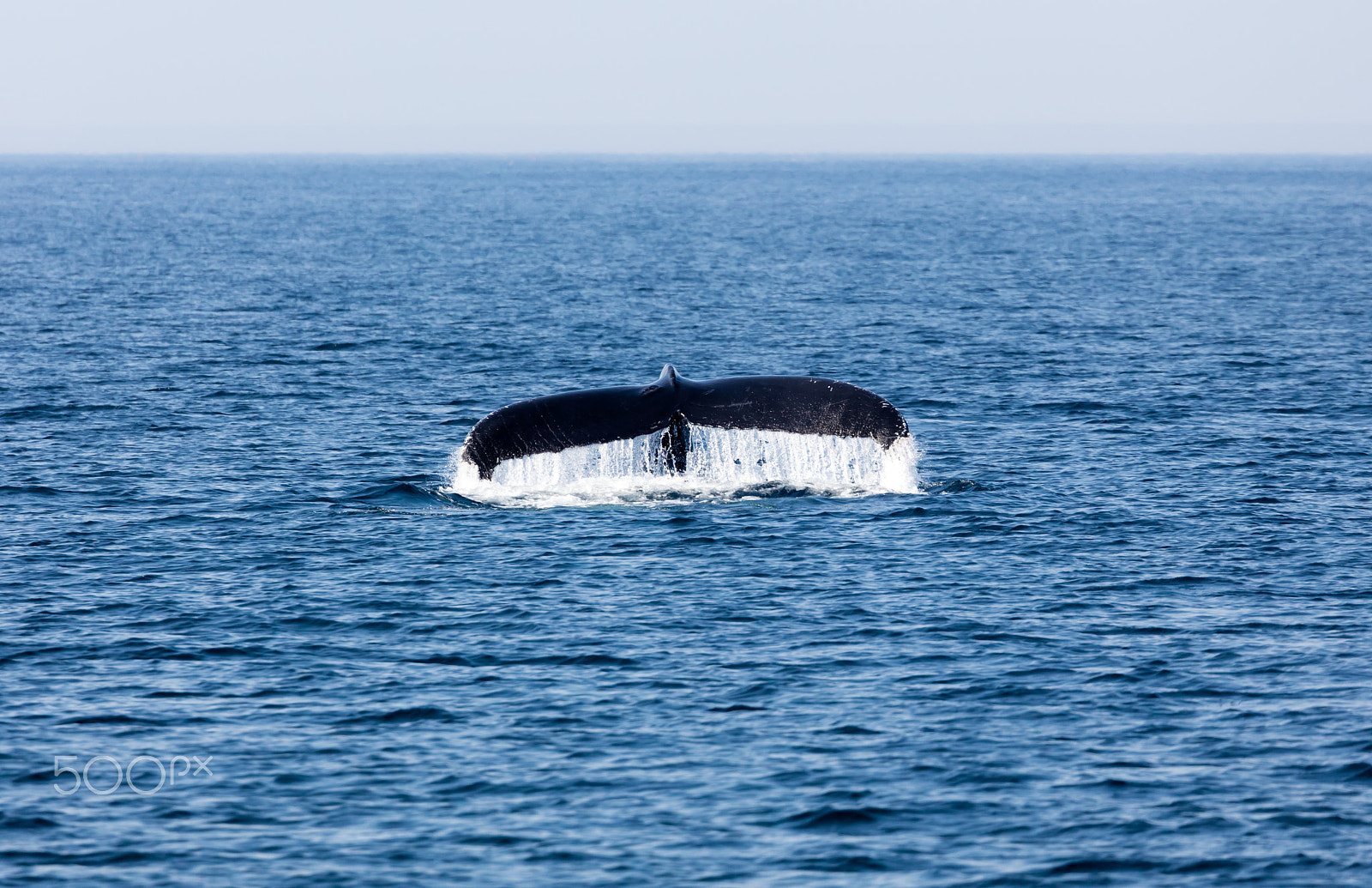 Canon EF 100-400mm F4.5-5.6L IS II USM sample photo. Tail of whale, cape cod photography