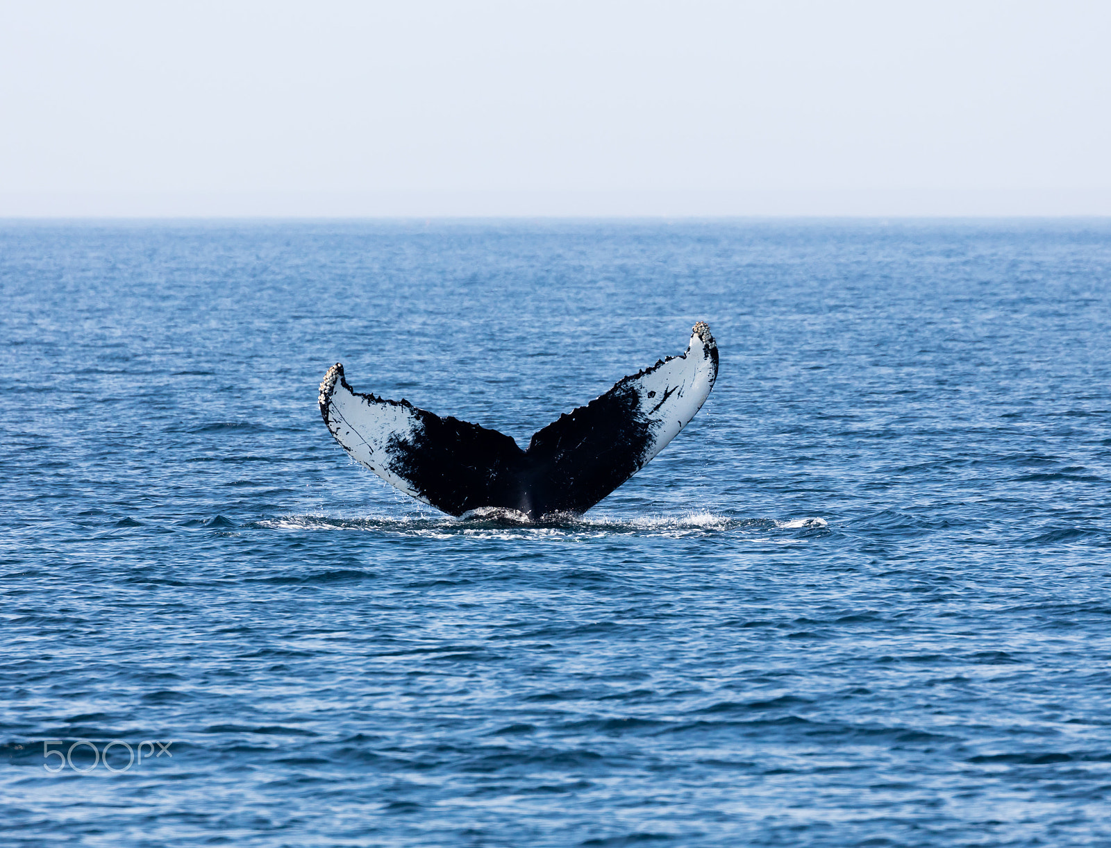 Canon EF 100-400mm F4.5-5.6L IS II USM sample photo. Tail of whale, cape cod photography