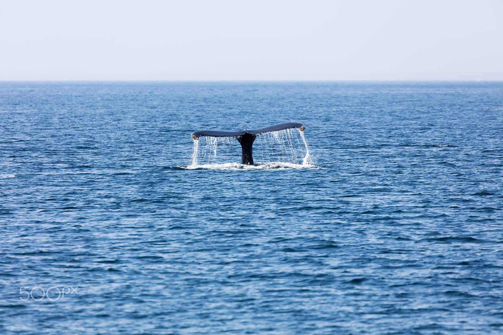 Canon EF 100-400mm F4.5-5.6L IS II USM sample photo. Tail of whale, cape cod photography