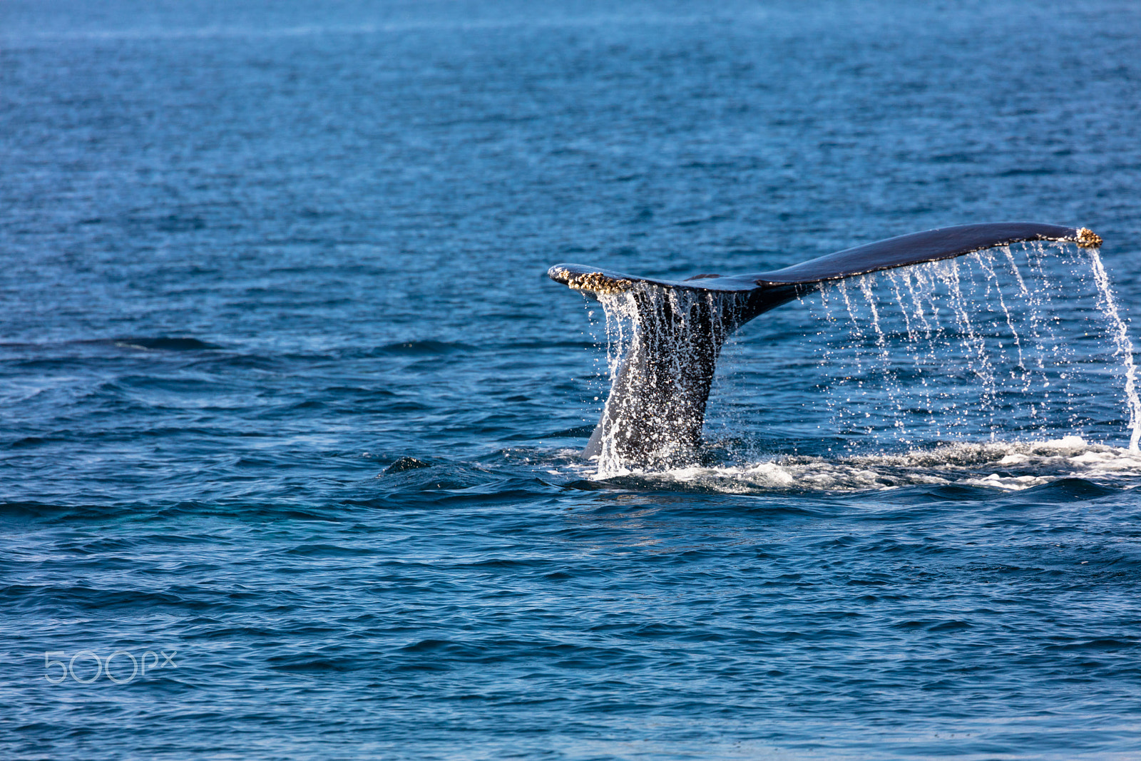 Canon EF 100-400mm F4.5-5.6L IS II USM sample photo. Whale, cape cod photography