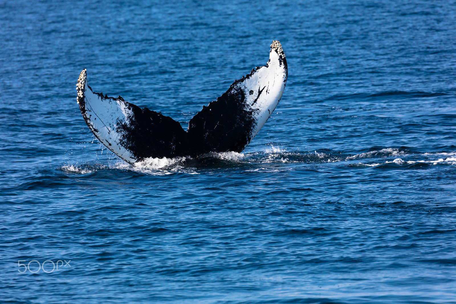 Canon EF 100-400mm F4.5-5.6L IS II USM sample photo. Whale, cape cod photography