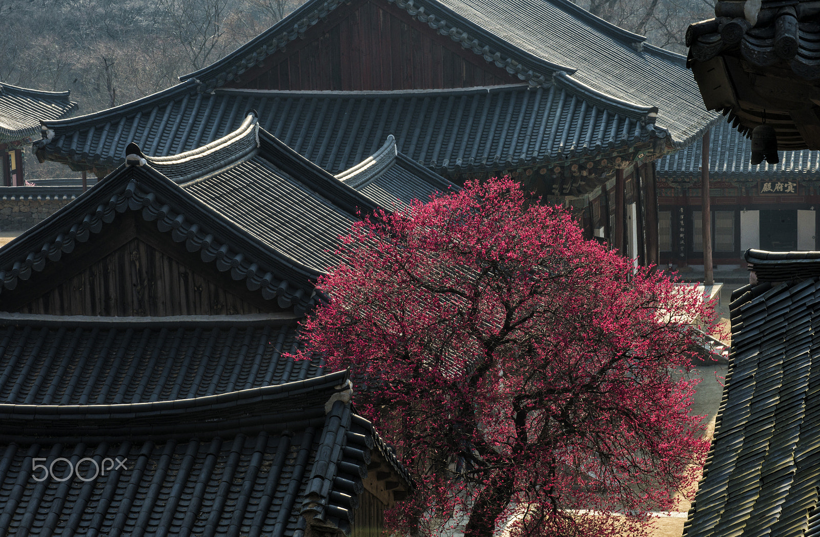 Nikon AF-Nikkor 80-200mm F2.8D ED sample photo. 홍매화( buddist temple) photography