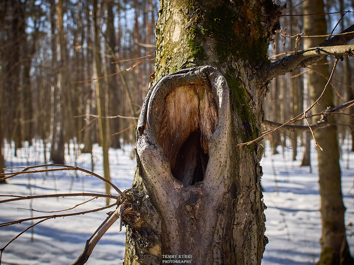 Olympus PEN E-PL5 + Sigma 30mm F2.8 DN Art sample photo. Tree hollow photography