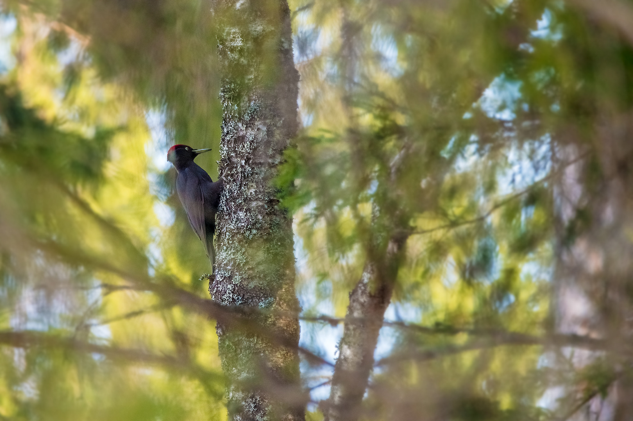 Sigma 150-600mm F5-6.3 DG OS HSM | C sample photo. Black woodpecker photography