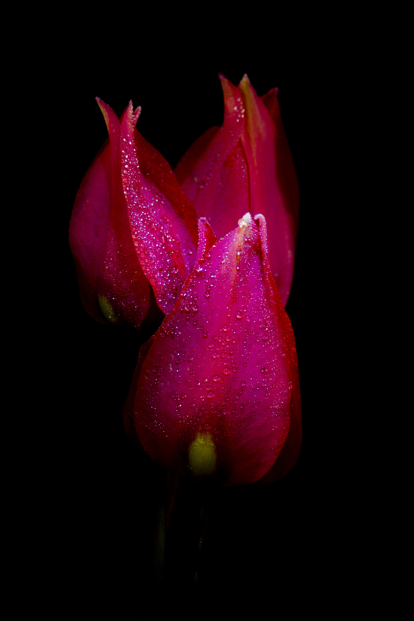 Canon EF 28-80mm f/3.5-5.6 USM IV sample photo. Dark&red photography