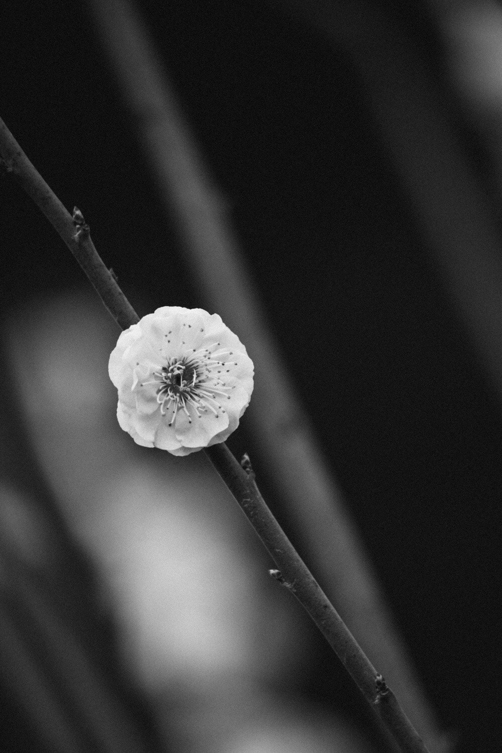 AF Nikkor 70-210mm f/4-5.6 sample photo