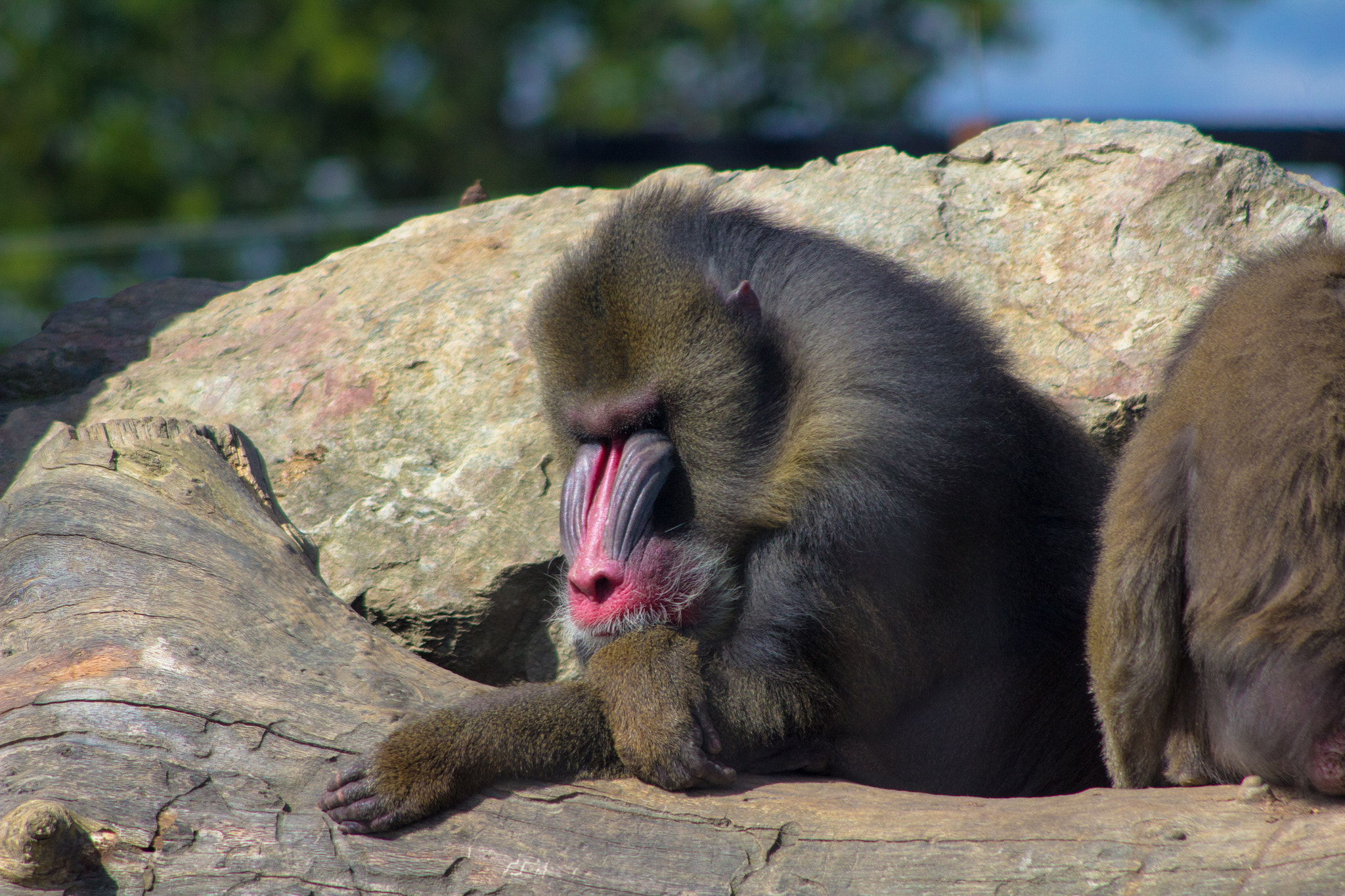 Canon EOS 600D (Rebel EOS T3i / EOS Kiss X5) + Canon EF 90-300mm F4.5-5.6 USM sample photo. Monkey sleeping photography