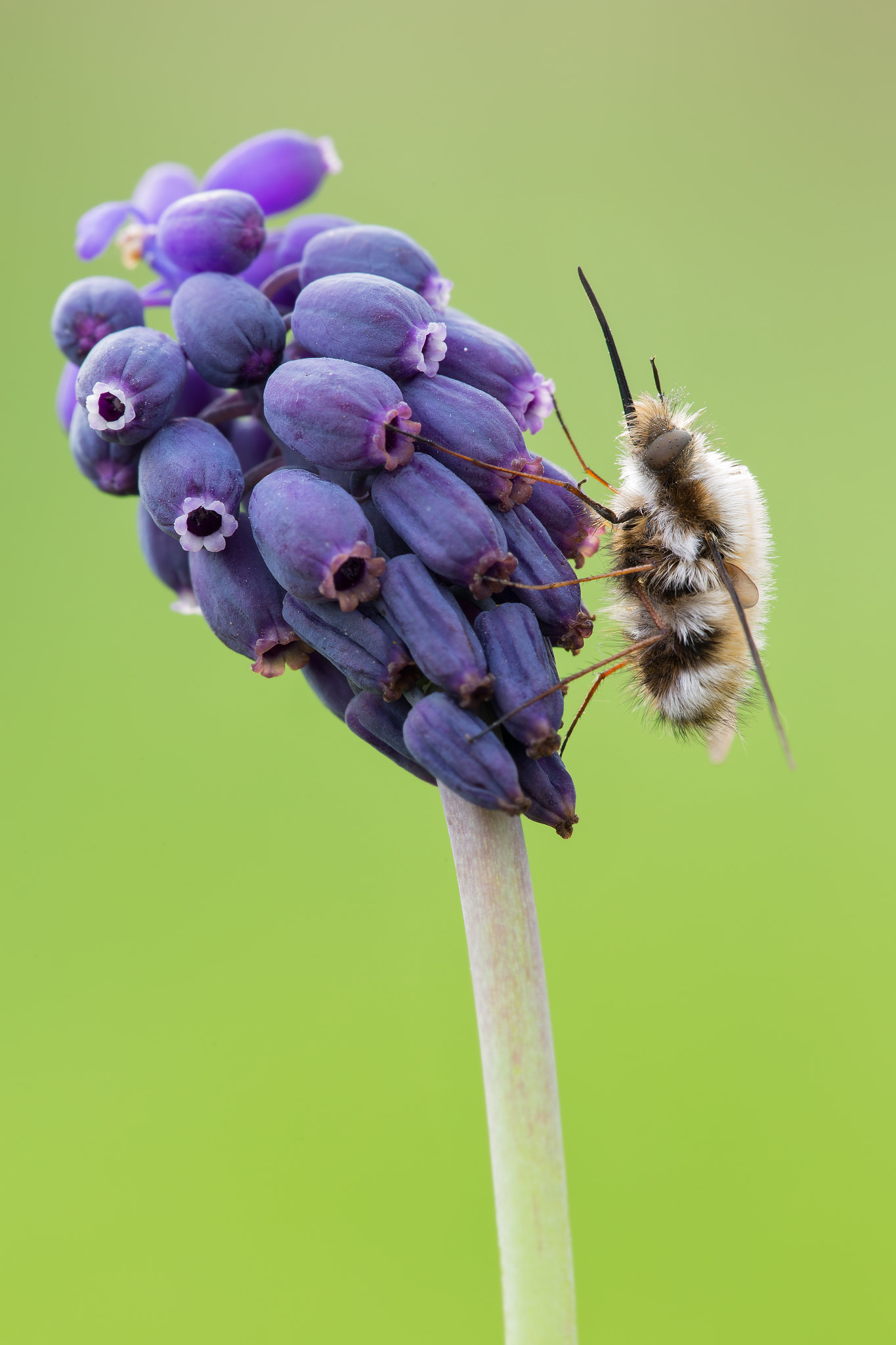 Canon EF 180mm F3.5L Macro USM sample photo. Bombylius photography
