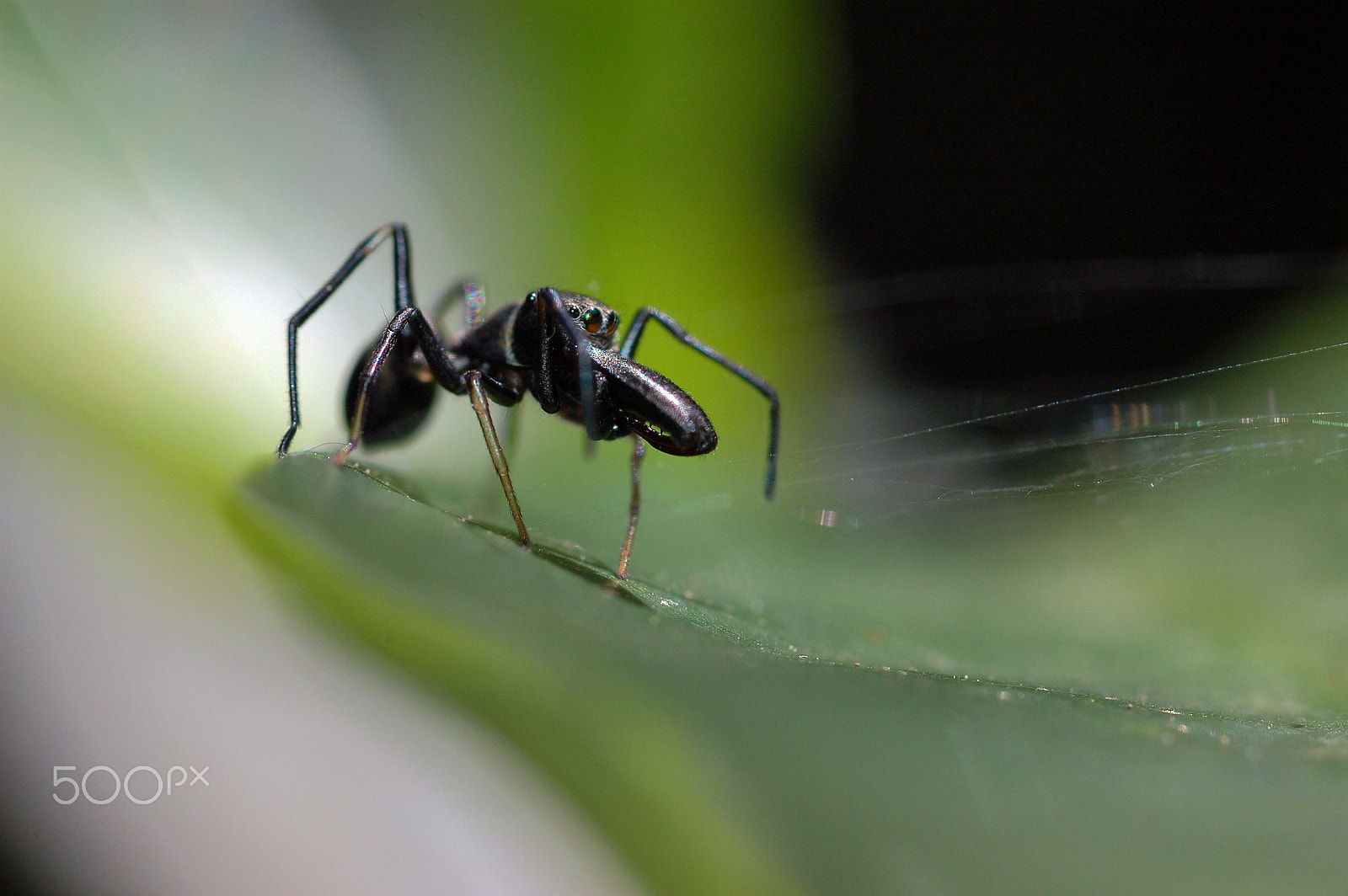 Nikon D50 + Nikon AF Micro-Nikkor 60mm F2.8D sample photo. I'm not me photography