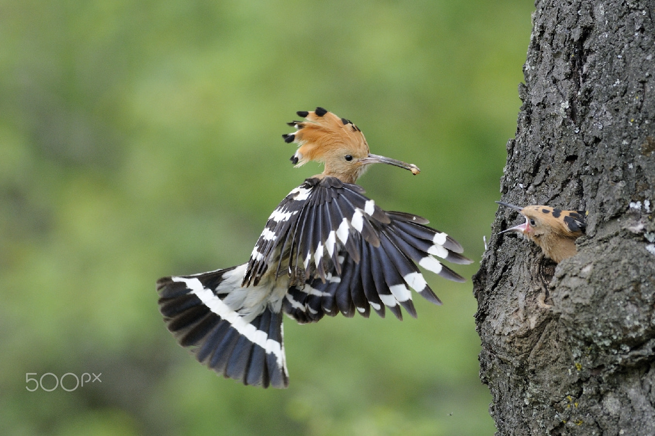 AF-S Nikkor 300mm f/2.8D IF-ED sample photo. A little snack for me!! photography