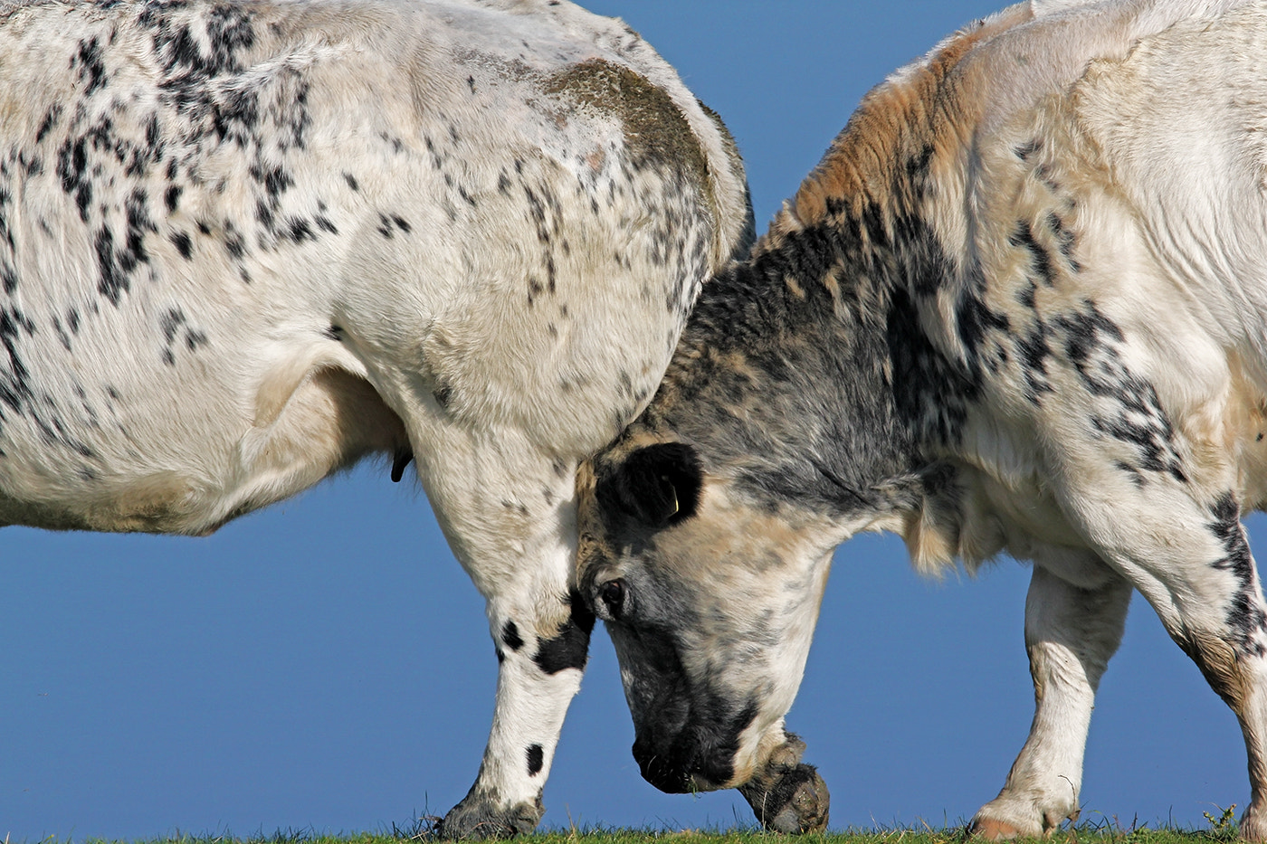 Sigma 150-600mm F5-6.3 DG OS HSM | C sample photo. Duwen photography