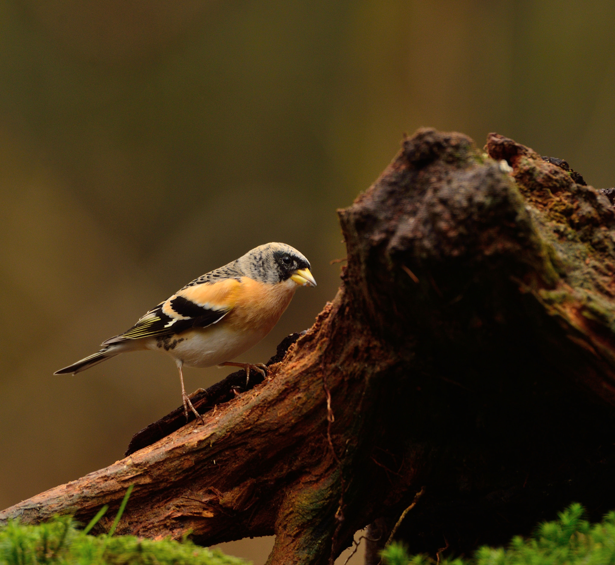 Nikon D600 + AF-S Nikkor 600mm f/4D IF-ED sample photo. Keep photography