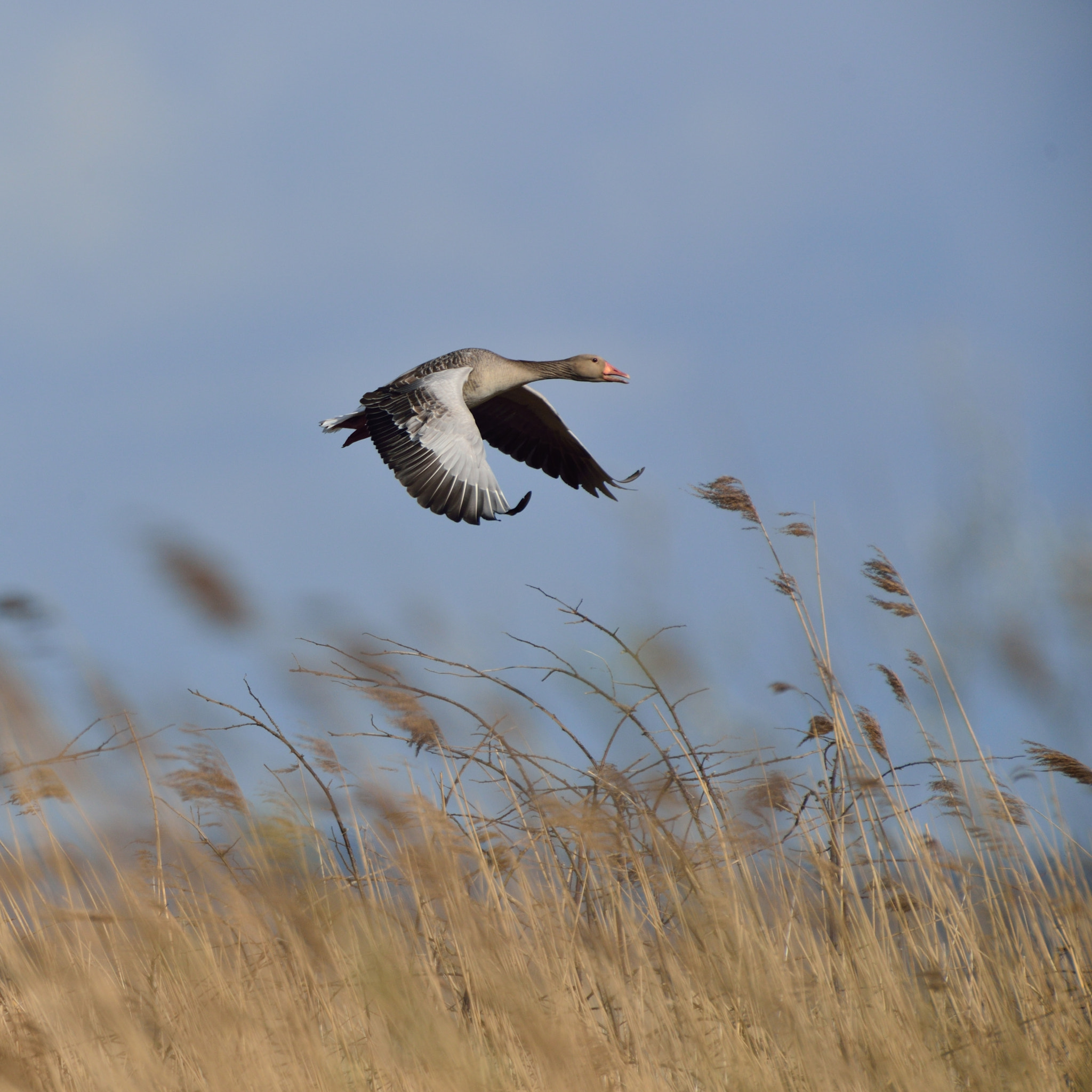 AF-S Nikkor 600mm f/4D IF-ED + TC-14E sample photo. Grauwe gans photography