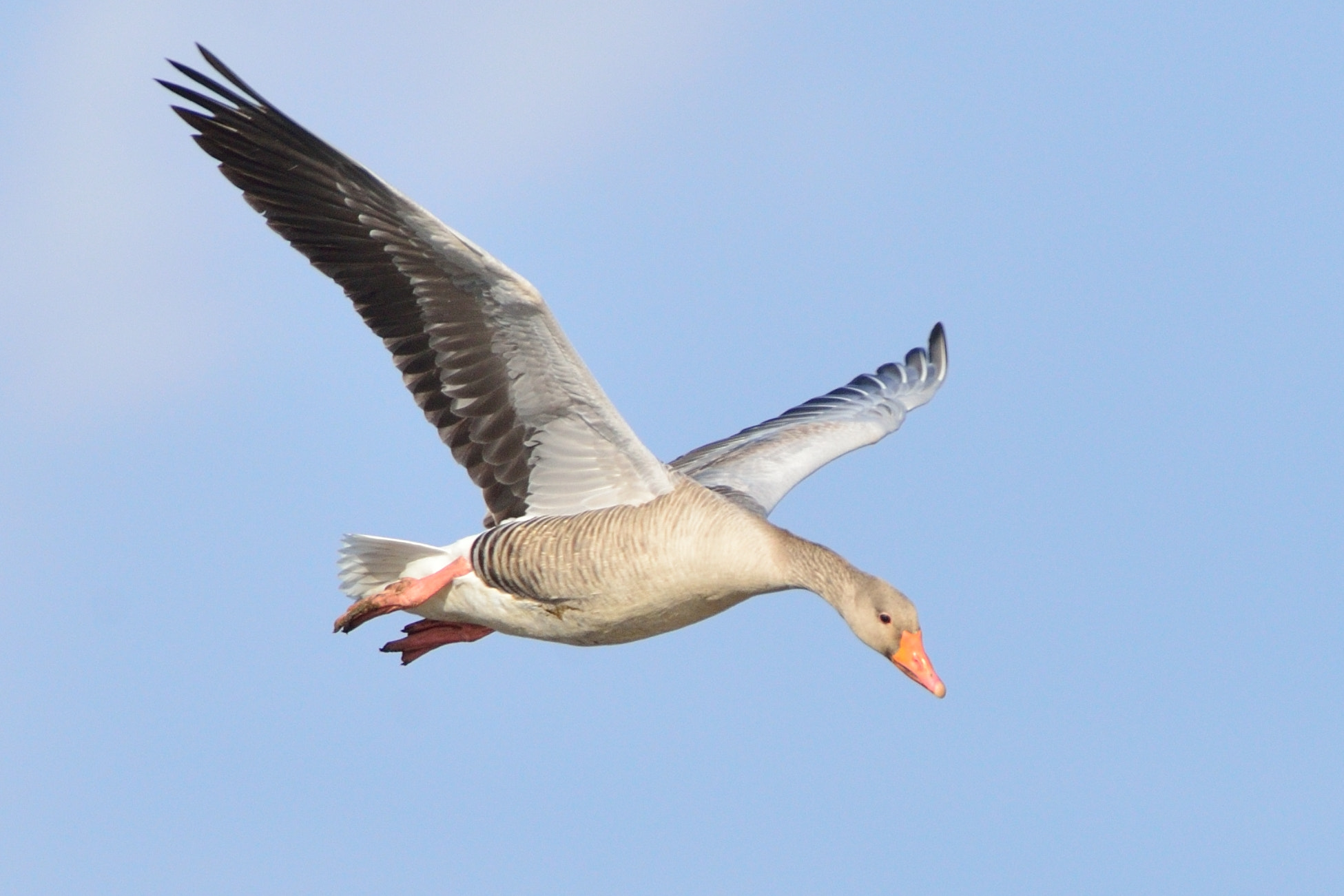AF-S Nikkor 600mm f/4D IF-ED + TC-14E sample photo. Grauwe gans photography