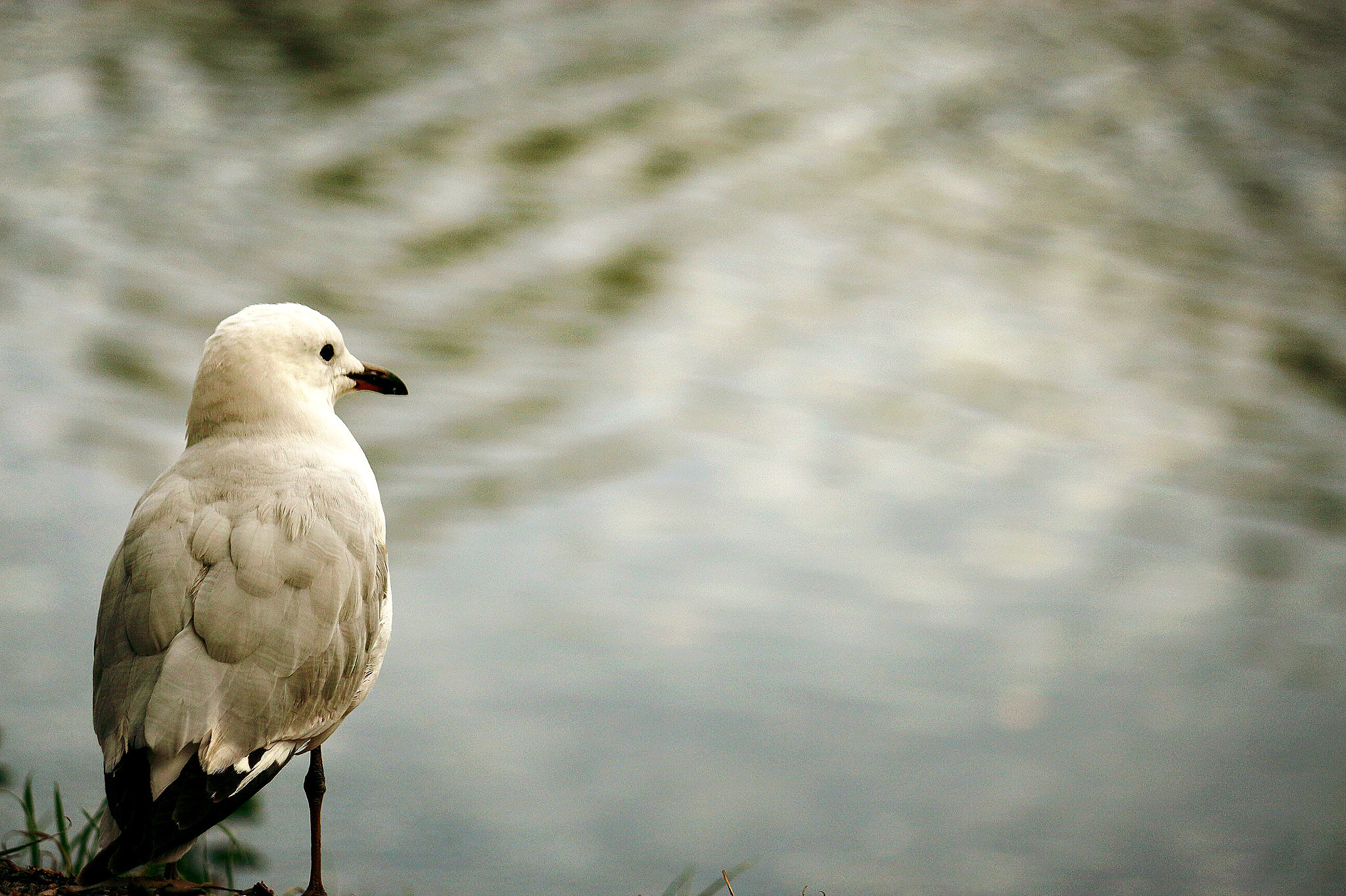 Canon EF-S 55-250mm F4-5.6 IS II sample photo. Looking for opportunities !!! photography
