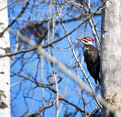 Sigma 50-500mm F4-6.3 EX APO RF HSM sample photo. Pileated woodpecker photography