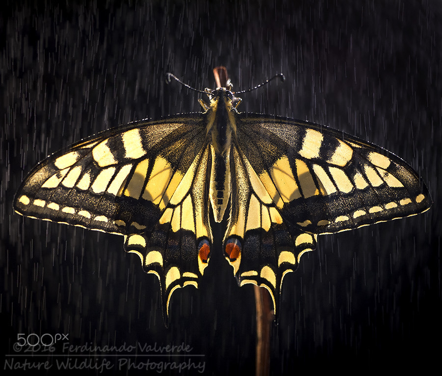 Panasonic Leica DG Macro-Elmarit 45mm F2.8 ASPH OIS sample photo. Rainy night photography