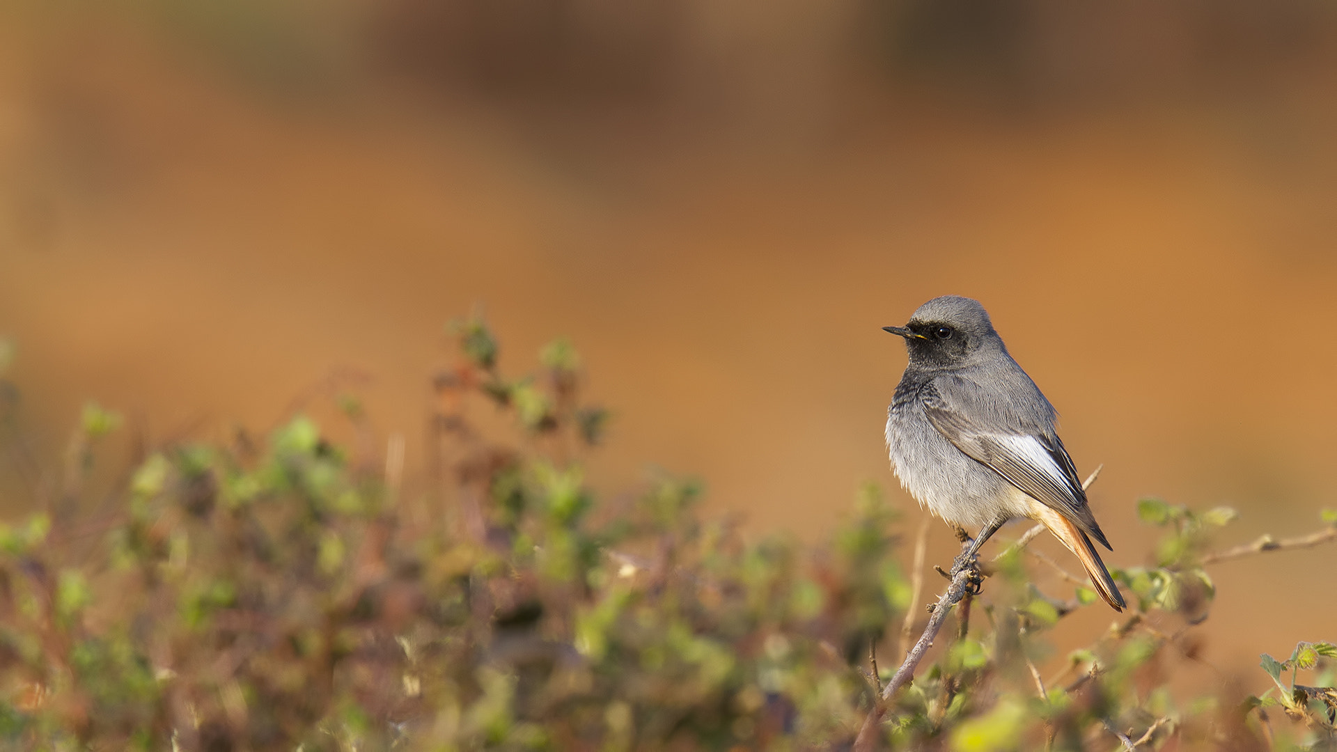 Canon EOS 7D + Canon EF 400mm F2.8L IS USM sample photo. Kara kızılkuyruk, photography