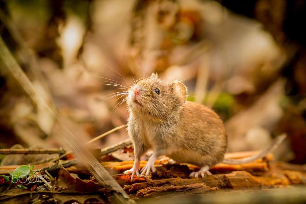 Canon EOS 60D + Canon EF 300mm F4L IS USM sample photo. Can you smel the spring? photography