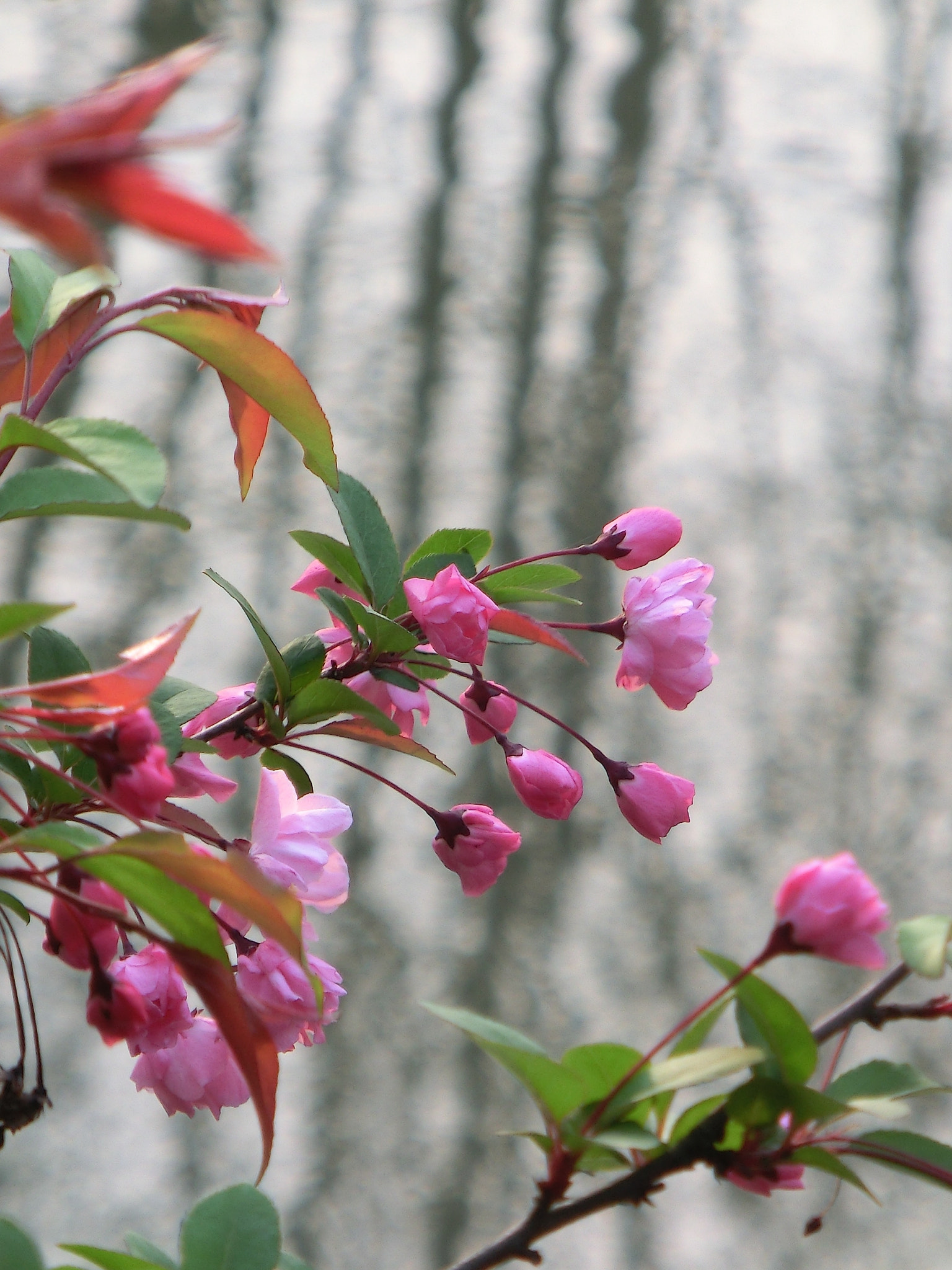 CASIO EX-ZR100 sample photo. Blossom season,2016 photography
