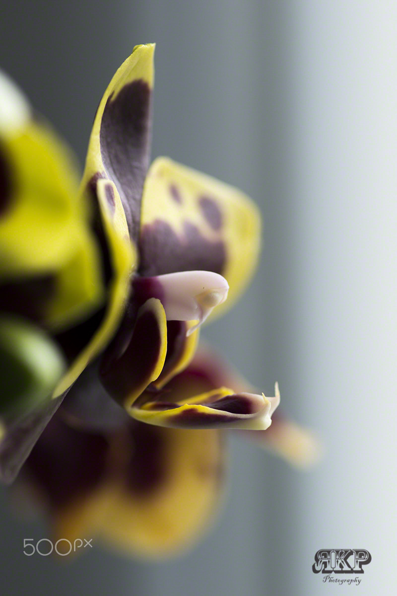 Sony a99 II + Minolta AF 100mm F2.8 Macro [New] sample photo. Orchidee - orchid photography