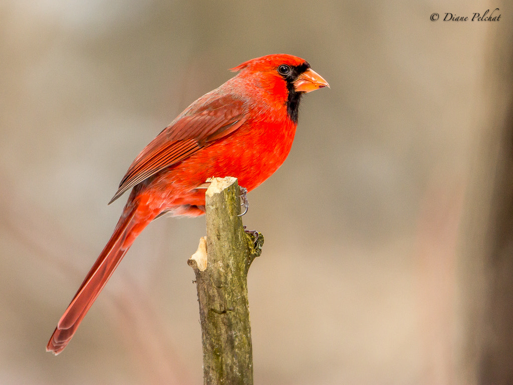 Canon EOS 60D + Canon EF 300mm F2.8L IS II USM sample photo. Northern cardinal photography