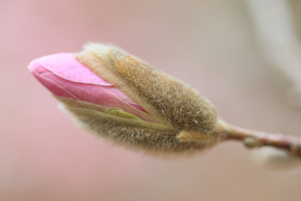 Canon EOS-1D Mark III + Tamron SP AF 90mm F2.8 Di Macro sample photo. Bud of star magnolia photography