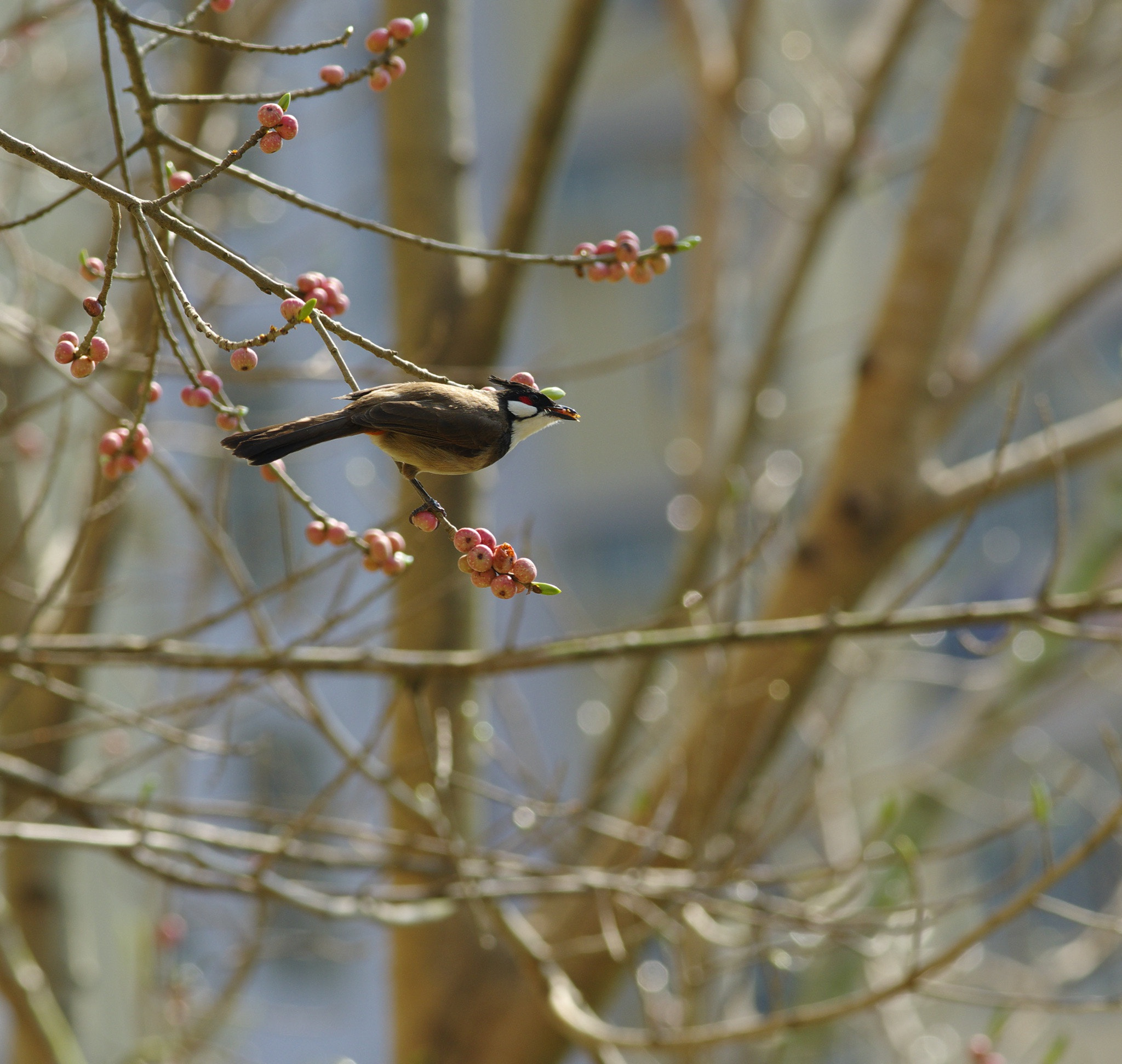 smc PENTAX-FA* 645 300mm F4 ED [IF] sample photo