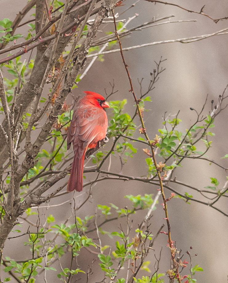 Nikon D300S + Nikon AF-S Nikkor 300mm F4D ED-IF sample photo. Easter cardinal photography