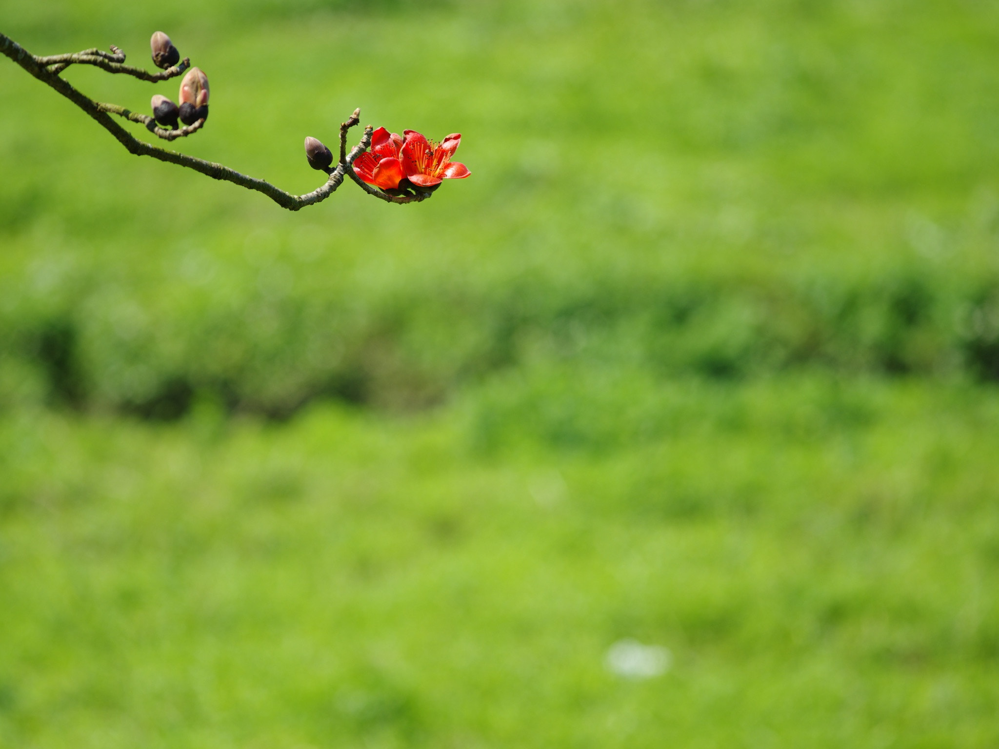 Pentax 645Z + smc PENTAX-FA* 645 300mm F4 ED [IF] sample photo