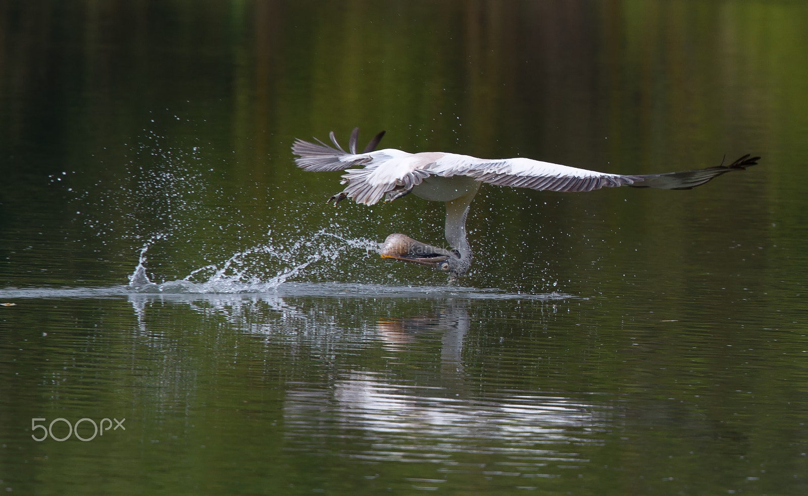 Canon EF 500mm F4L IS II USM sample photo. Inverted photography