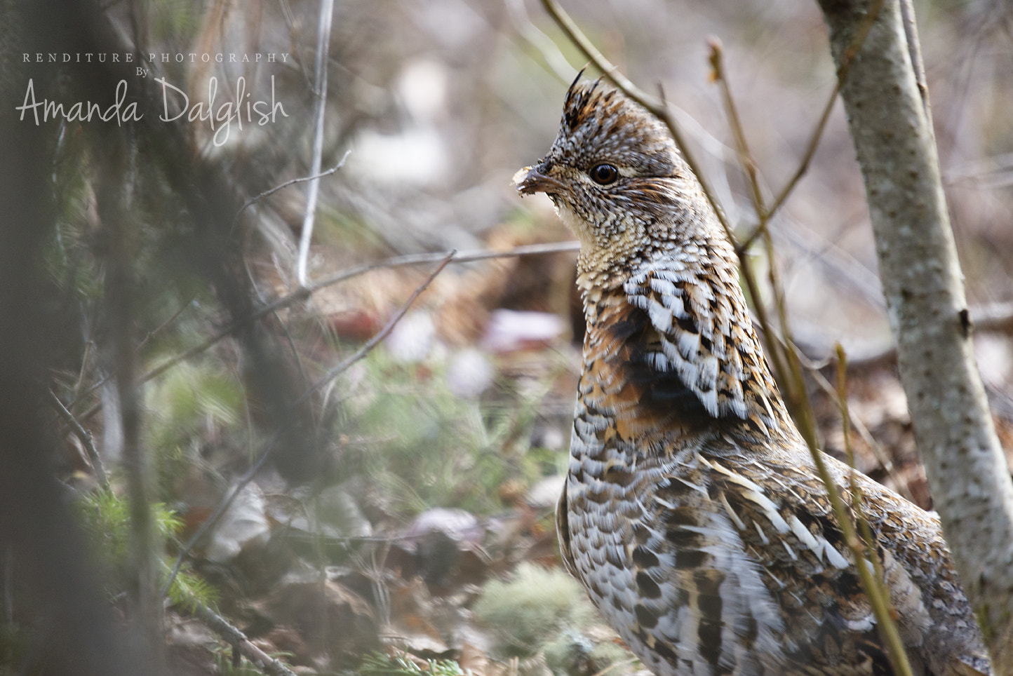 Sigma 50-500mm F4-6.3 EX APO RF HSM sample photo. Grouse photography