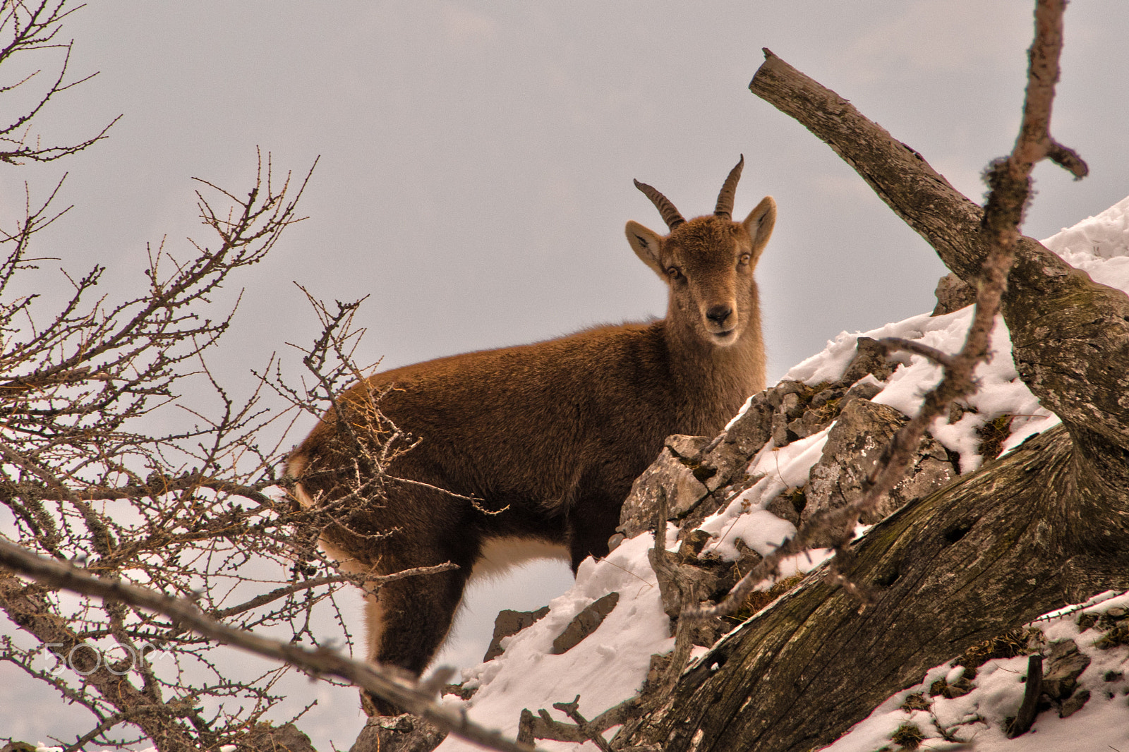 Sigma 18-250mm F3.5-6.3 DC Macro OS HSM sample photo. Chamois buck photography