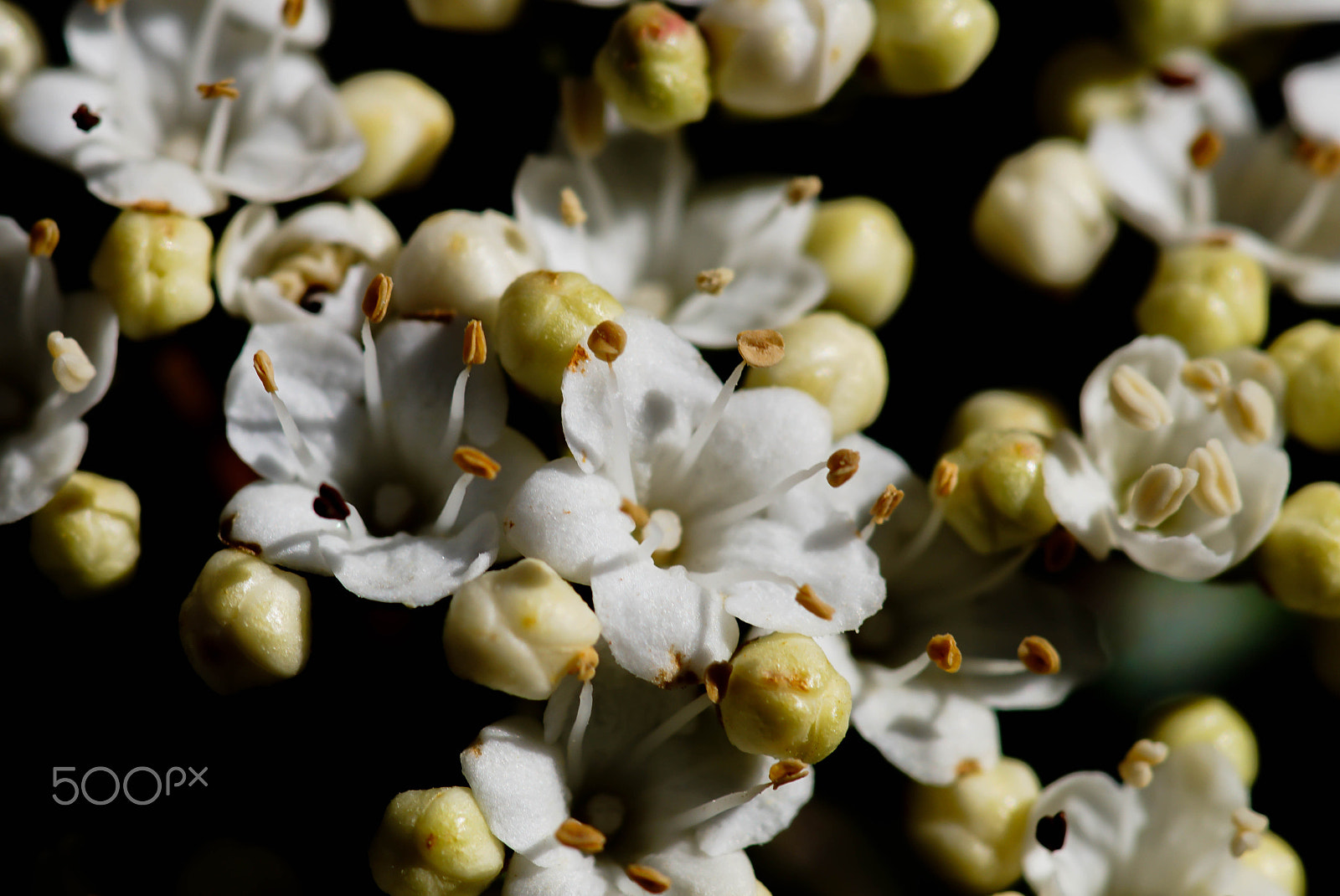 Sony ILCA-77M2 + Minolta AF 100mm F2.8 Macro [New] sample photo. Snowball in spring photography