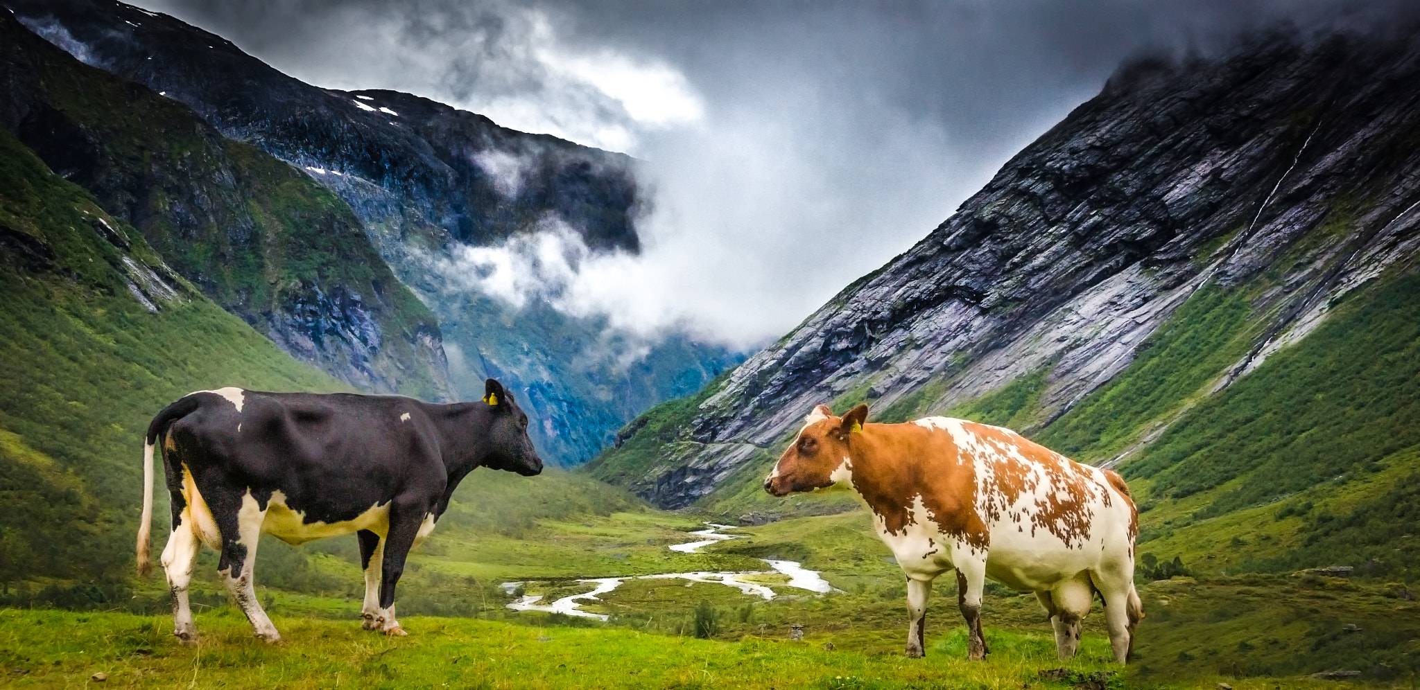 Sony Alpha NEX-5N + Sony E 18-200mm F3.5-6.3 OSS sample photo. Cows in the fjell of norway photography