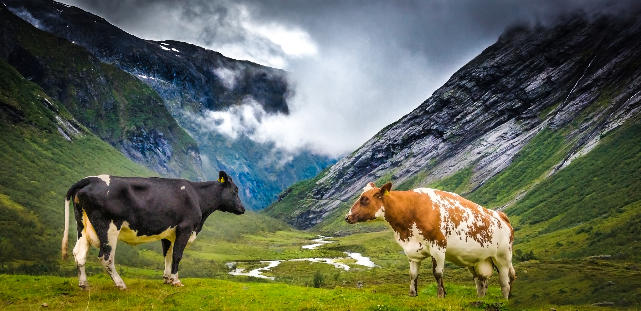 Sony E 18-200mm F3.5-6.3 OSS sample photo. Cows in the fjell of norway photography