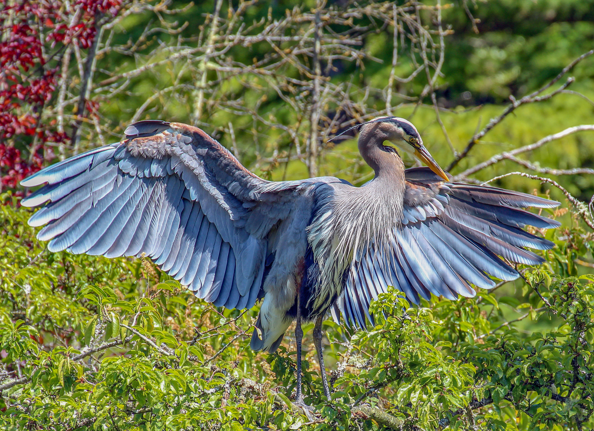 Canon EF 70-200mm F2.8L IS II USM sample photo. Great blue heron photography