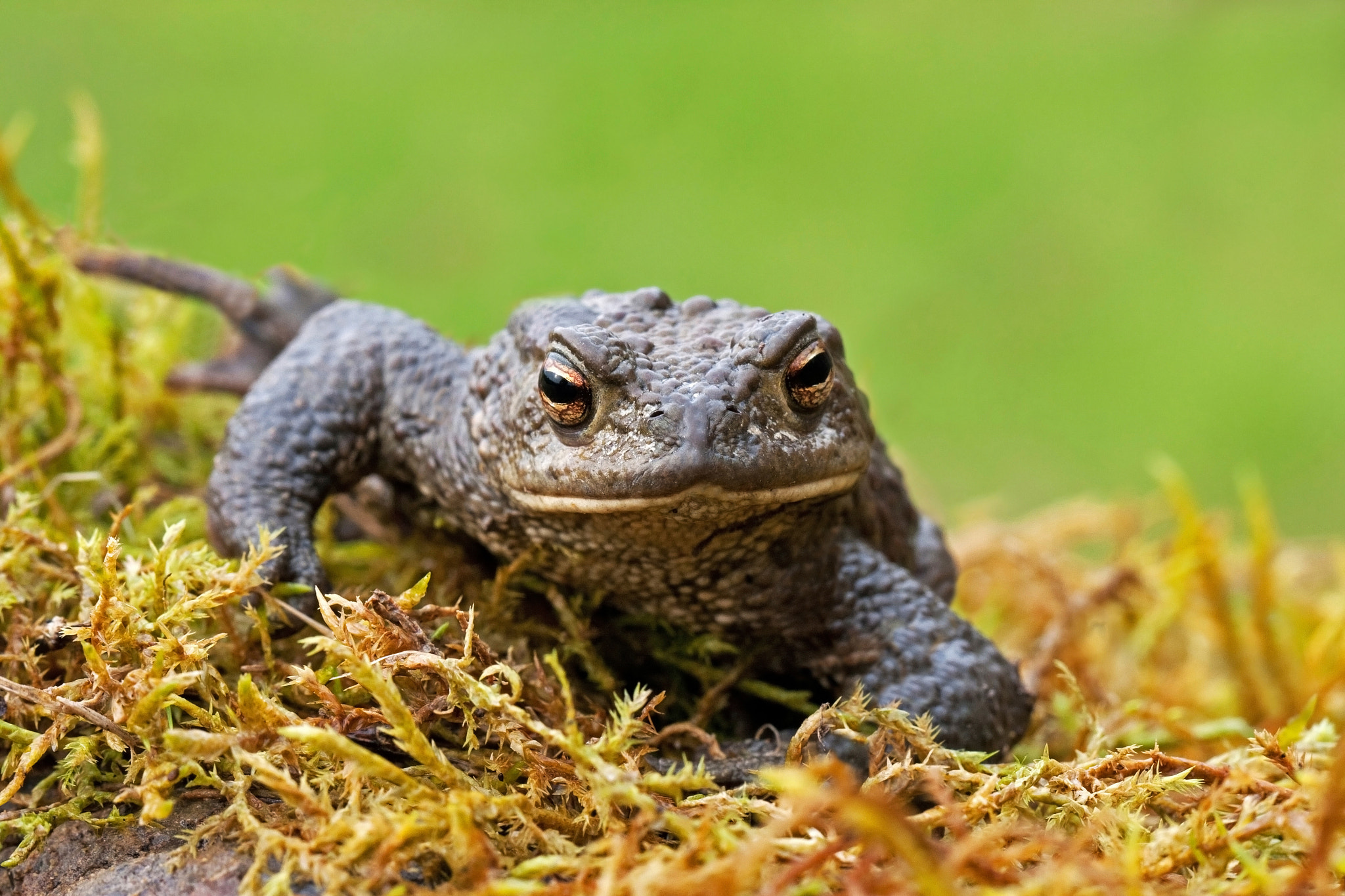 Canon EOS 40D + Canon EF 100mm F2.8L Macro IS USM sample photo. Common toad ii photography