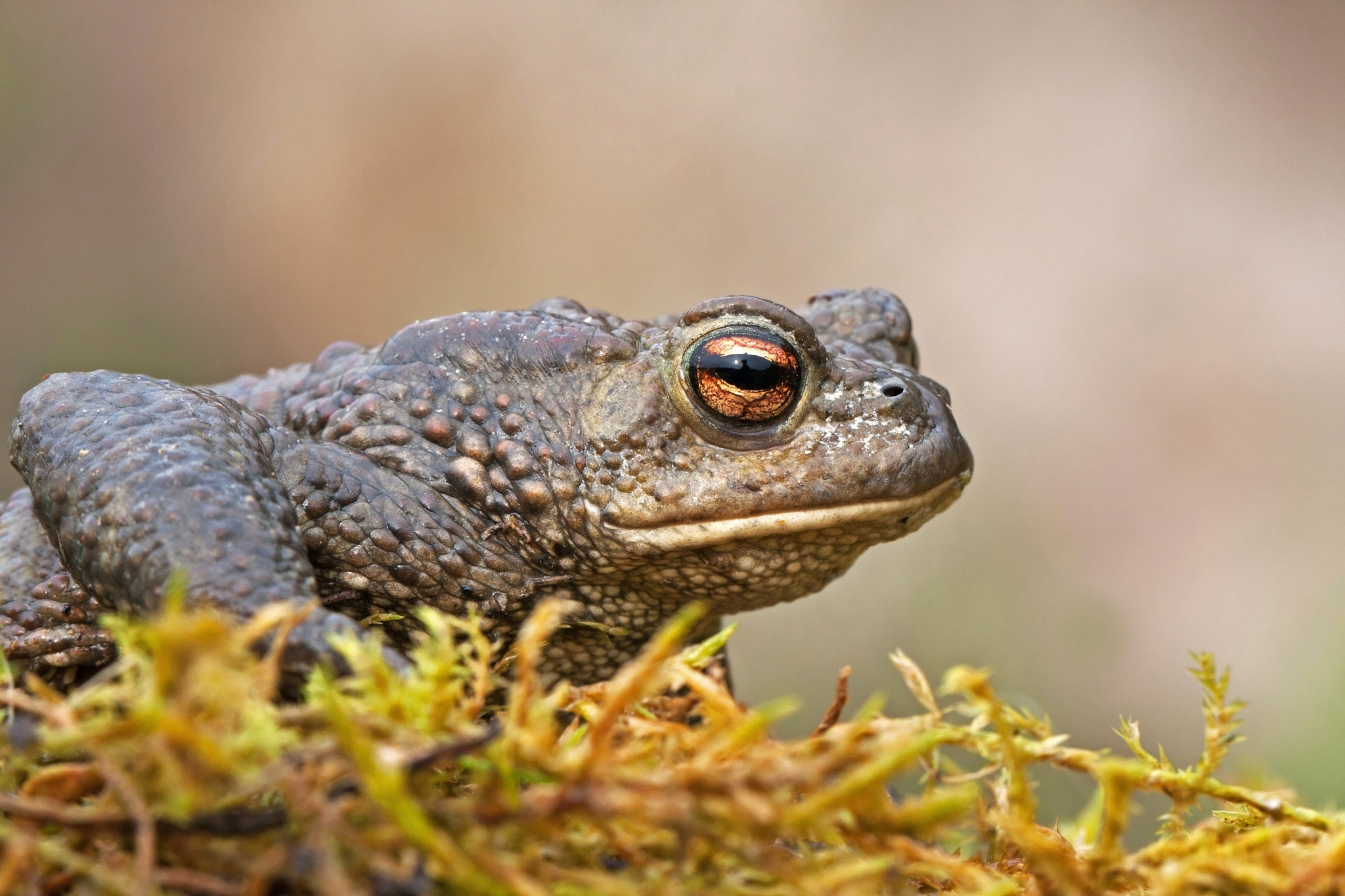 Canon EOS 40D + Canon EF 100mm F2.8L Macro IS USM sample photo. Common toad photography