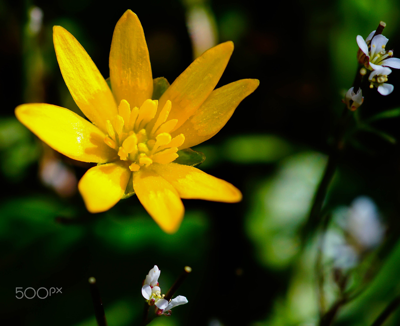 Sony ILCA-77M2 + Minolta AF 100mm F2.8 Macro [New] sample photo. Little sunshine in the garden photography