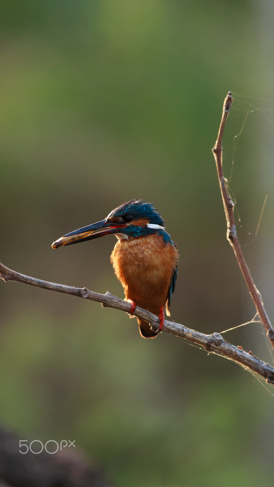 Canon EOS 600D (Rebel EOS T3i / EOS Kiss X5) + Canon EF 400mm F5.6L USM sample photo. Kingfisher photography