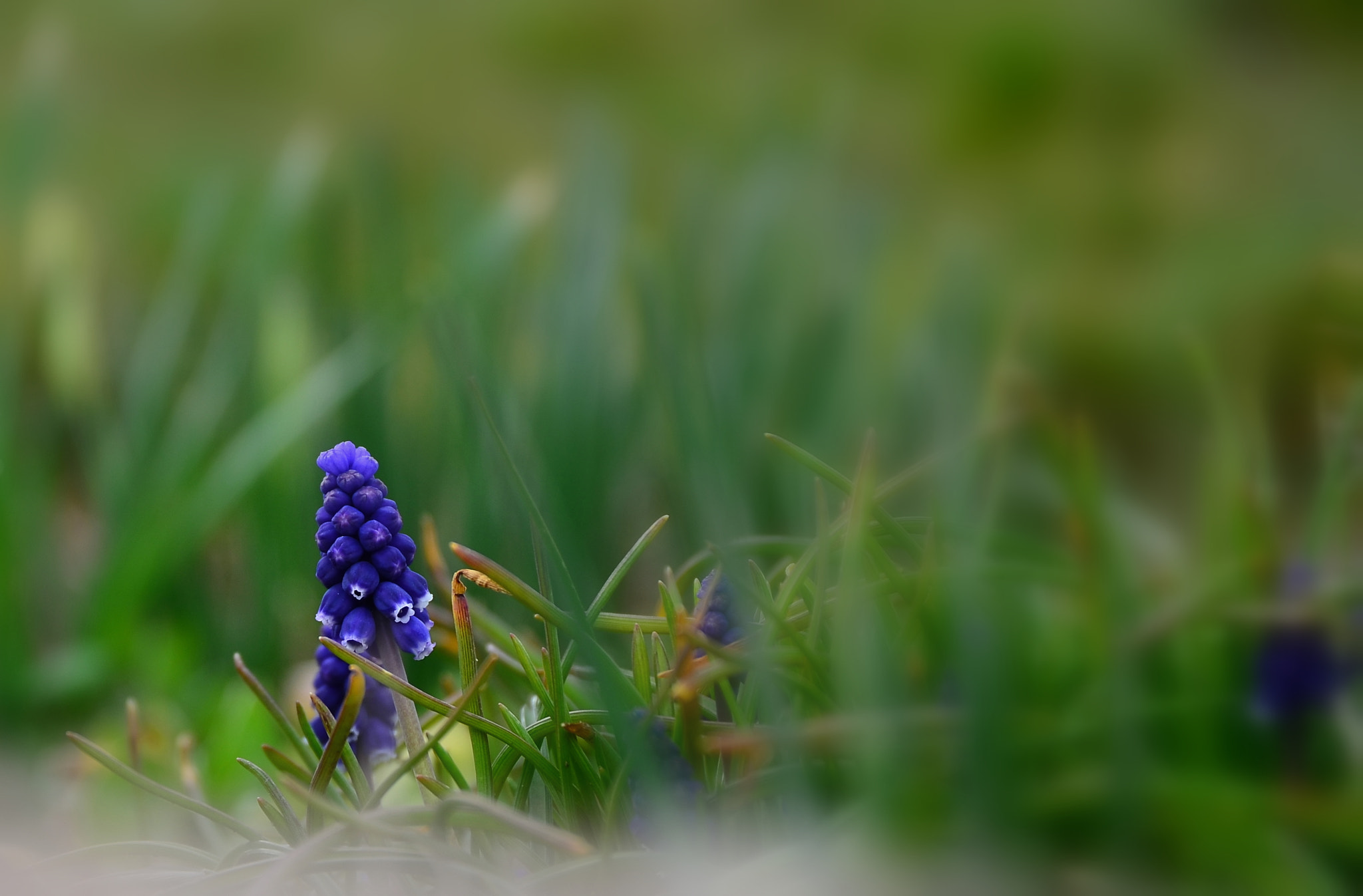 Sigma 17-70mm F2.8-4 DC Macro OS HSM | C sample photo. Little blue flower photography
