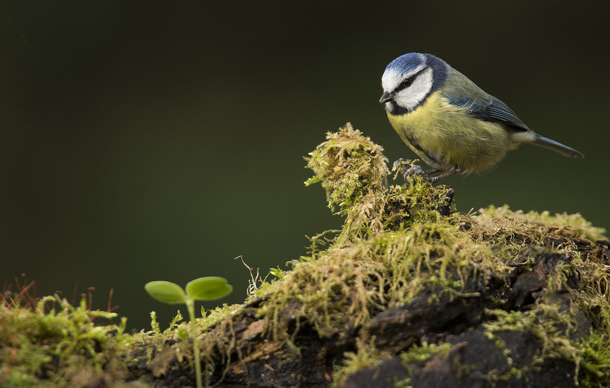 Canon EF 300mm F2.8L IS USM sample photo. Blue tit & mossy log photography