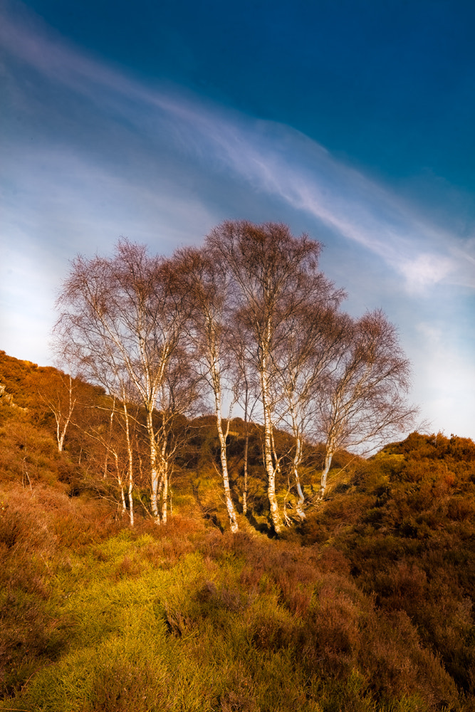 Canon EOS 5D + Canon EF 16-35mm F4L IS USM sample photo. Peak district birch tree,s. photography