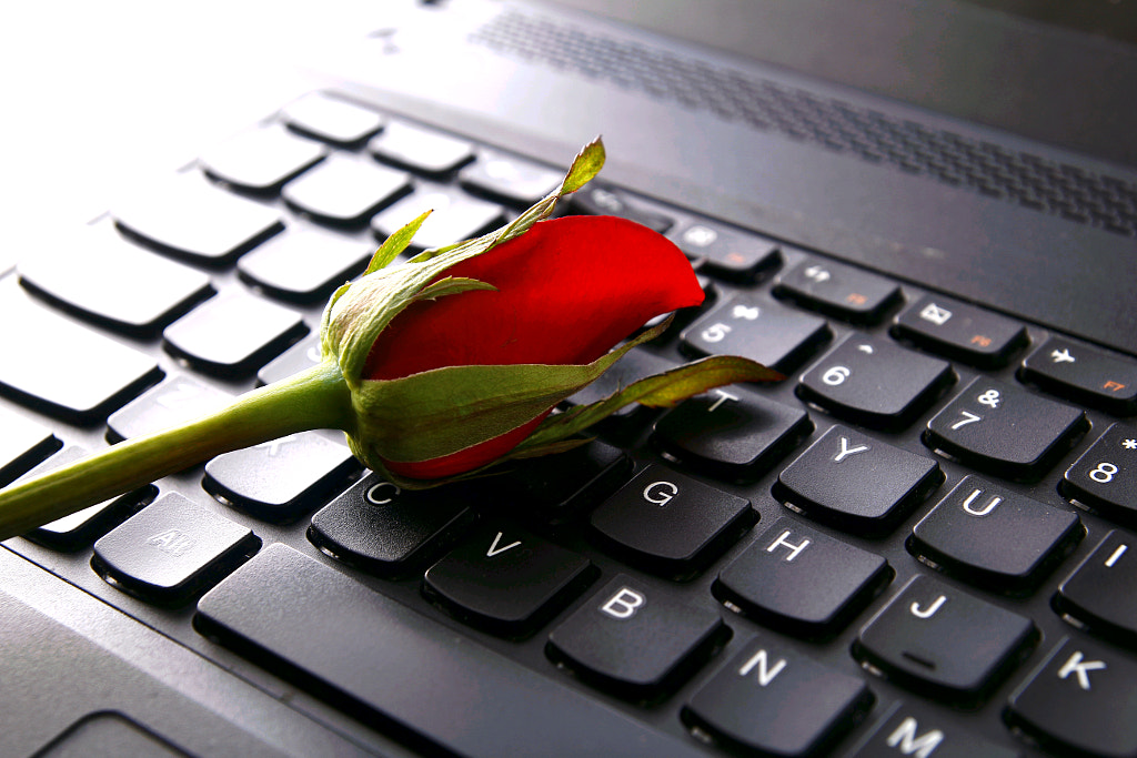 computer keyboard and rose by jun pinzon on 500px.com