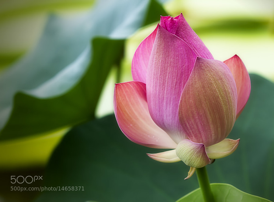 Photograph Growing Up by Wim Bolsens on 500px