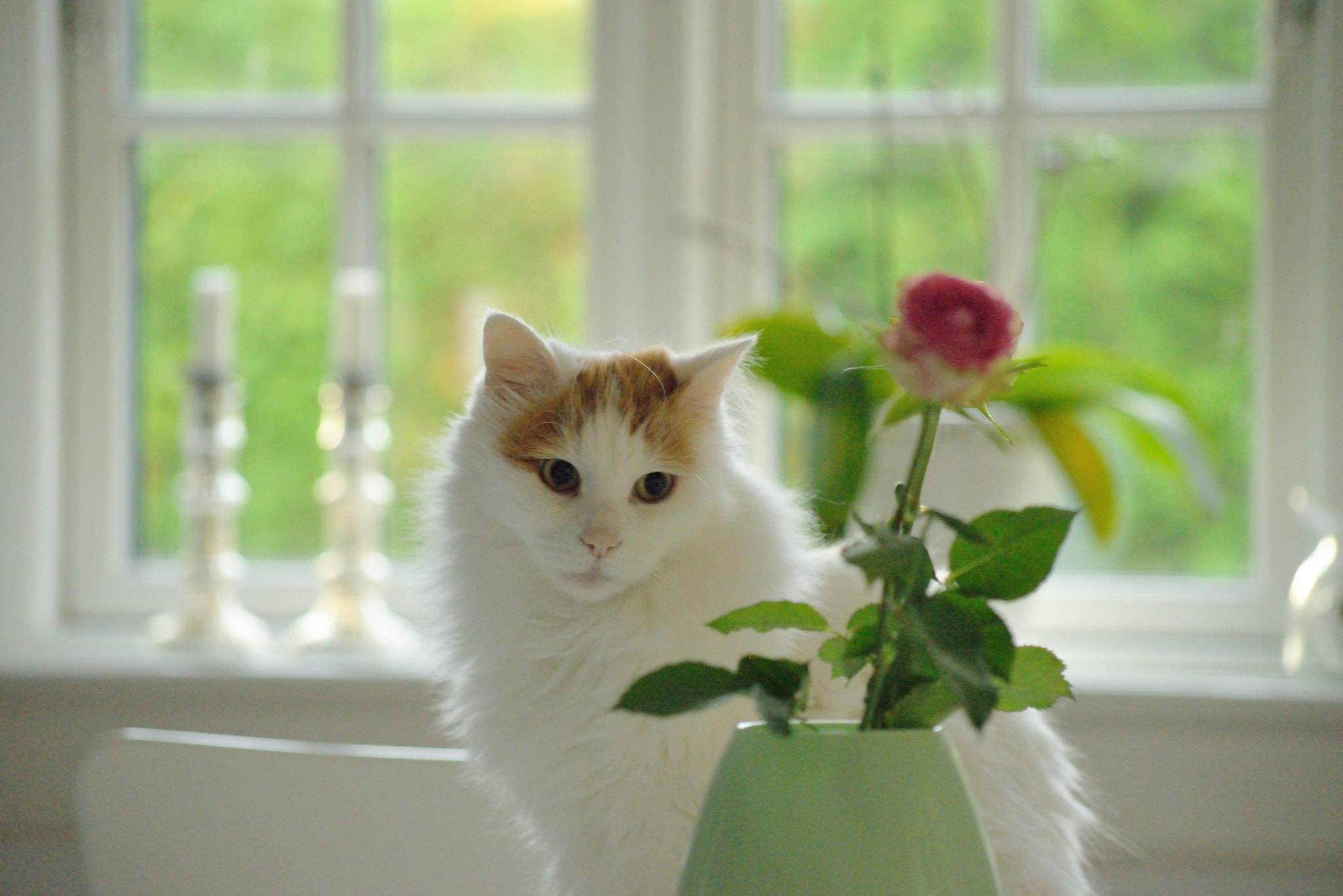 Nikon D610 + AF Nikkor 70-210mm f/4-5.6 sample photo. 000_3883.jpg photography
